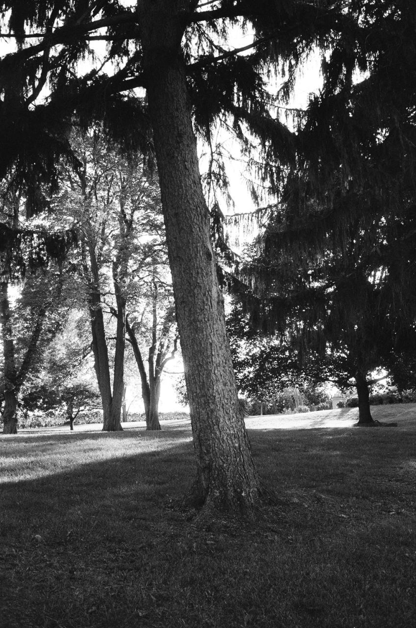Trees in Niagara-on-the-Lake